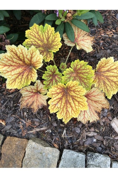 Гейхера гібридна Ред Лайт в ландшафті